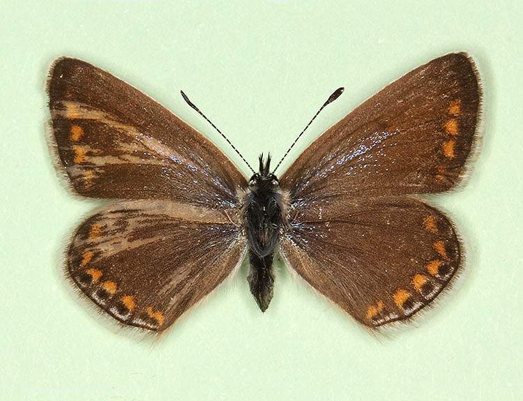 Polyommatus icarus female (aberrant form scale defect) (Internet Image property of respective owner, non-commercial use only)